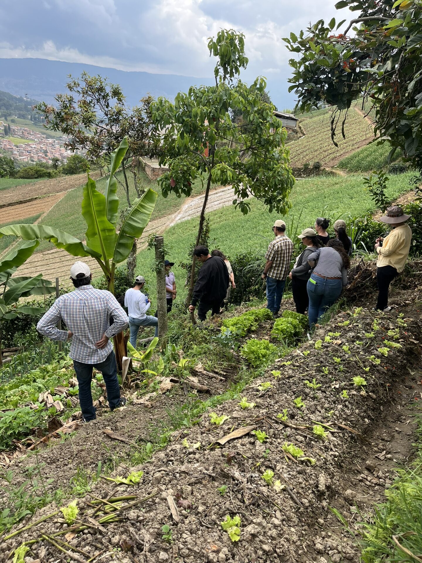Finca agroecológica y al frente un monocultivo.